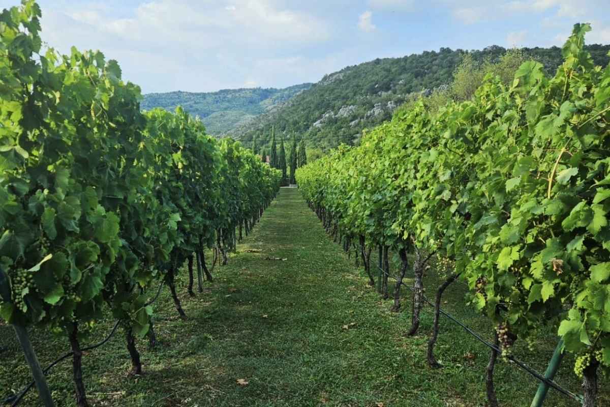Vida wines winery from Montenegro
