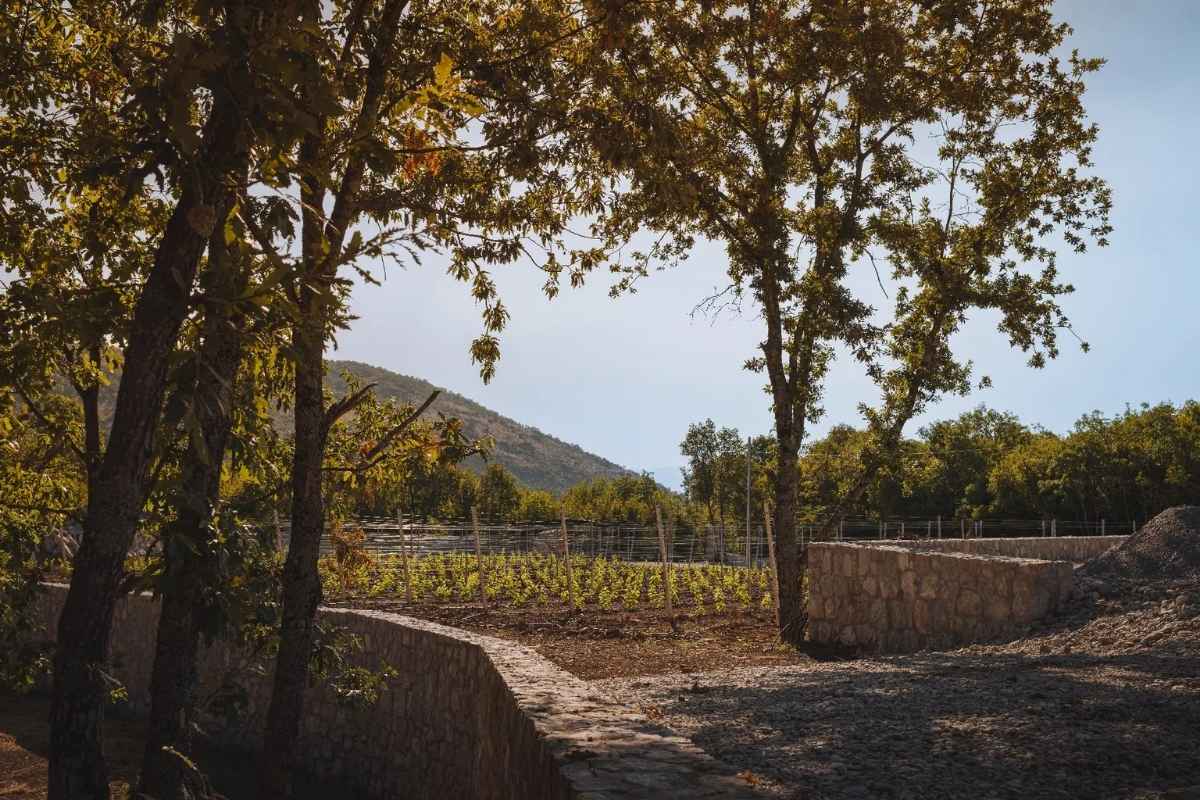 Young grapevines in Barović winery vineyard