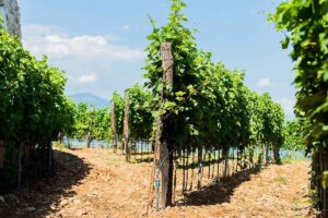 Adriatic hinterland wine subregion