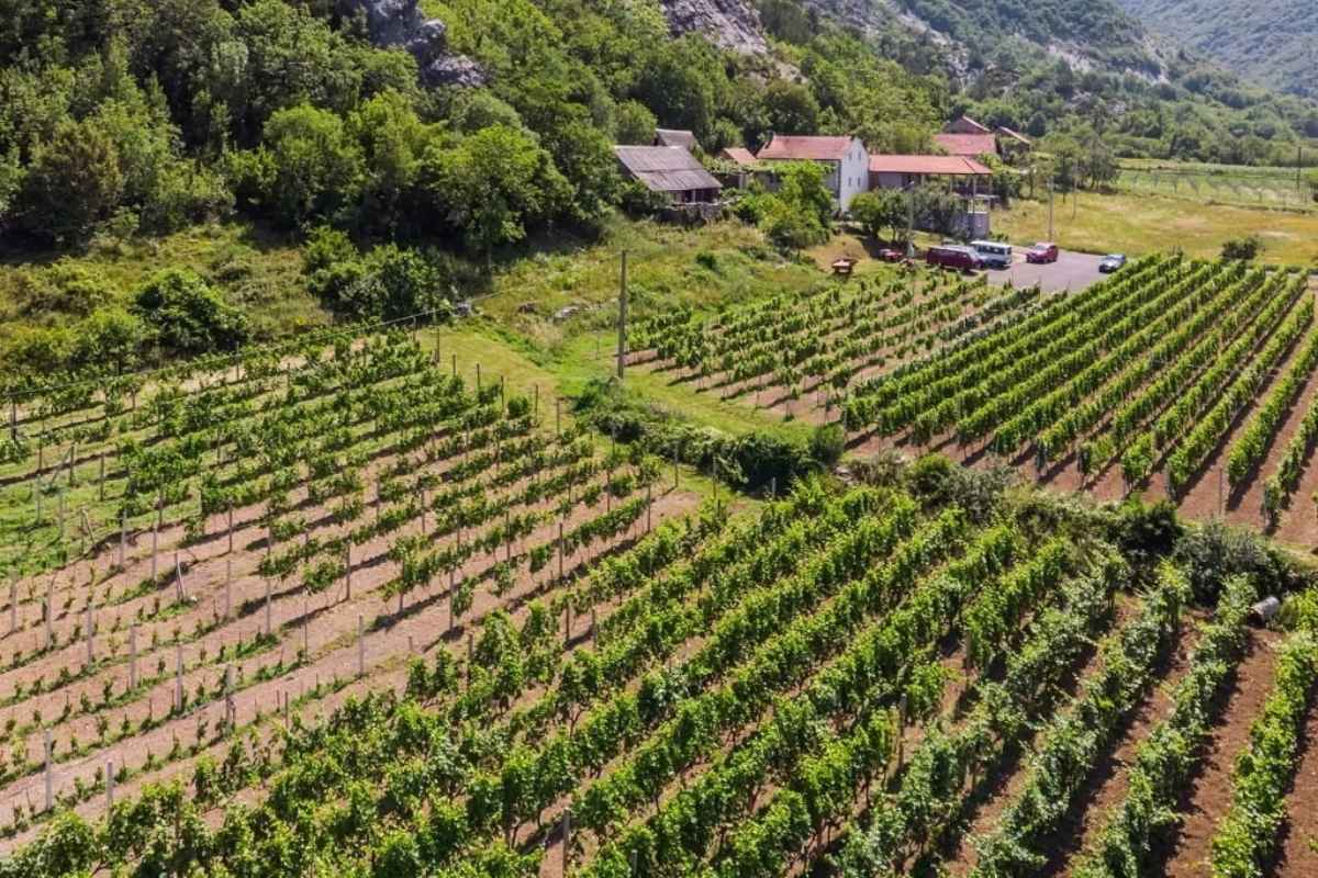 Nudo wine region Montenegro Nudo Crna Gora vinski region