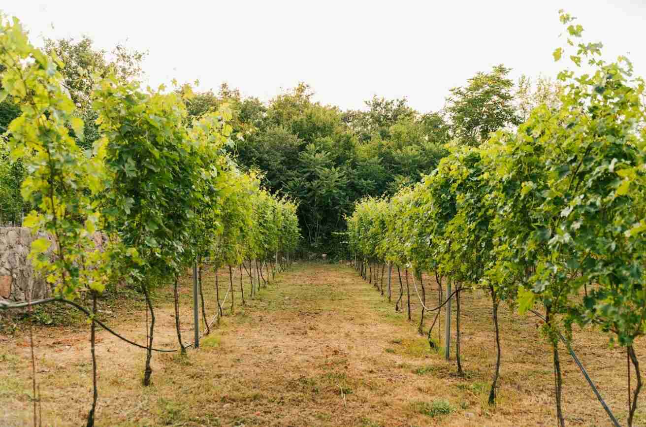 Sarap Montenegro winery