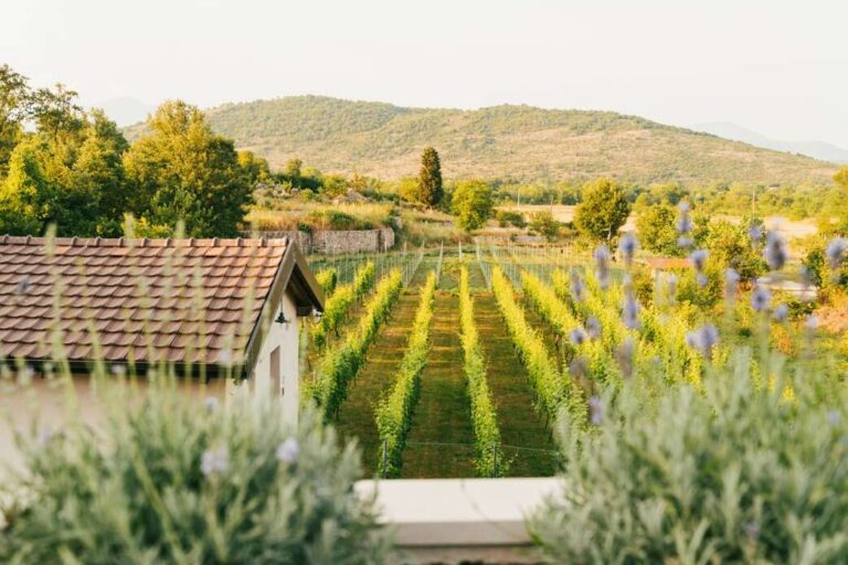 Sarap winery winery of Montenegro