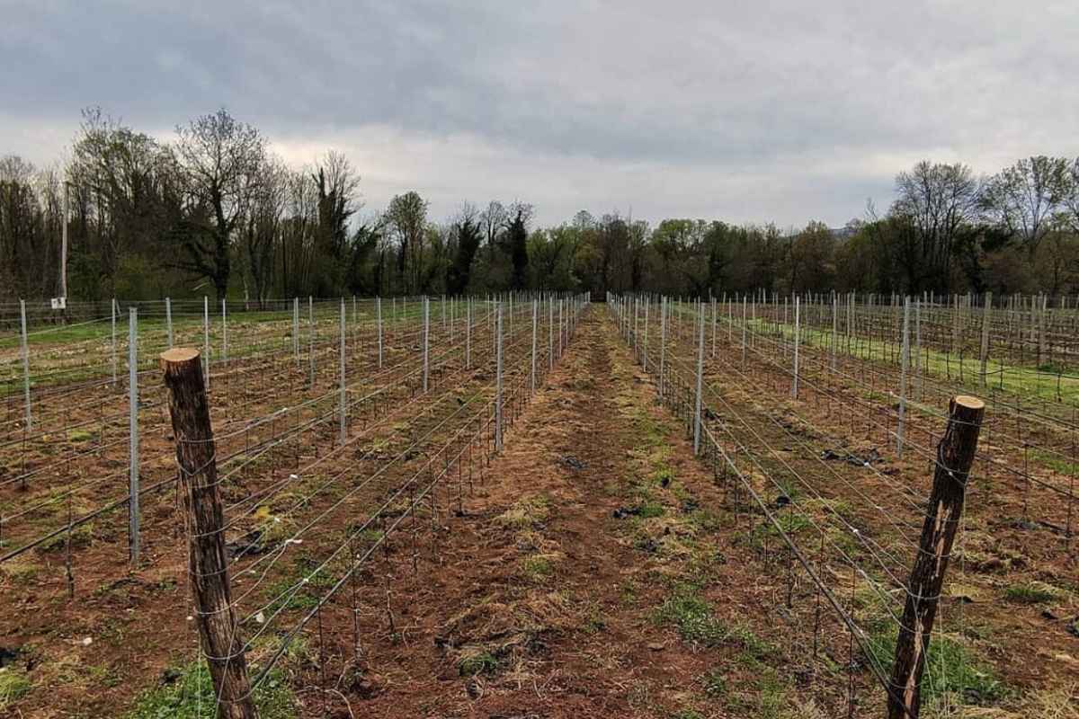 Authentic Montenegrin winery Ražnatović