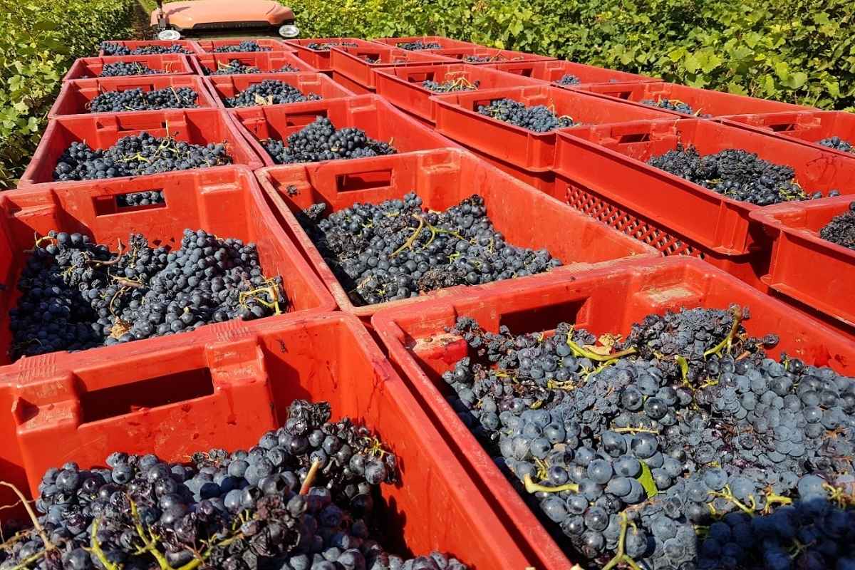 Dedvukaj Vineyards harvesring grapes