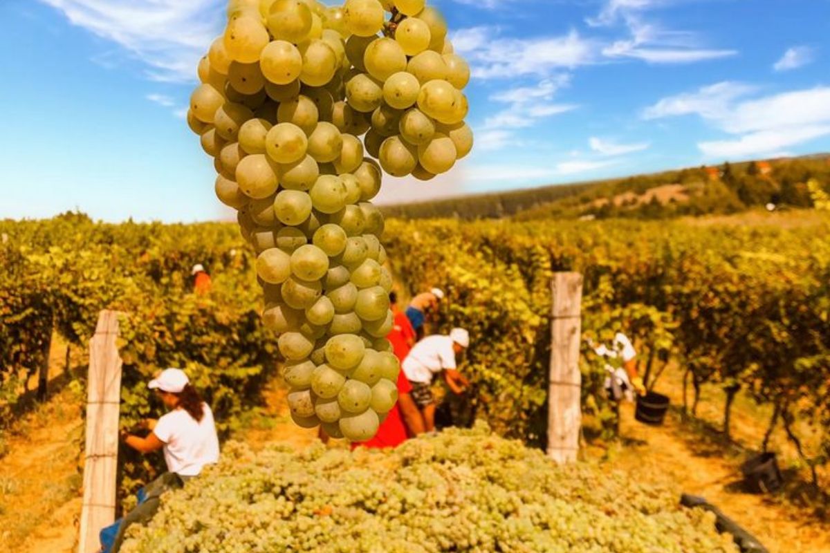 Grape harvest season at Radošević Winery Montenegro