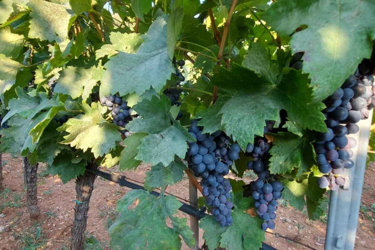 Grožđe u vinogradima vinarije Dragan Ivanović Podgorica