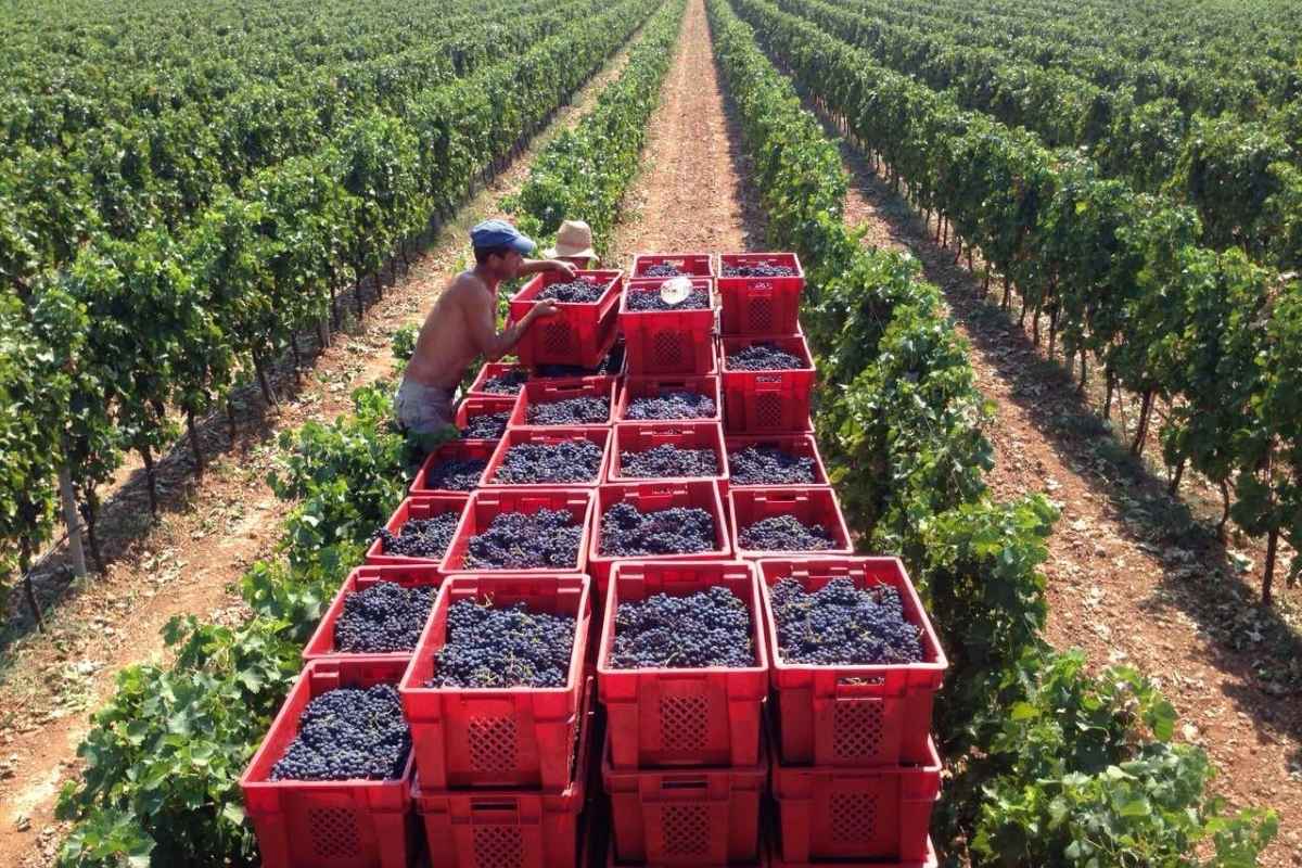 Harvesting grapes in a Montenegro vineyard