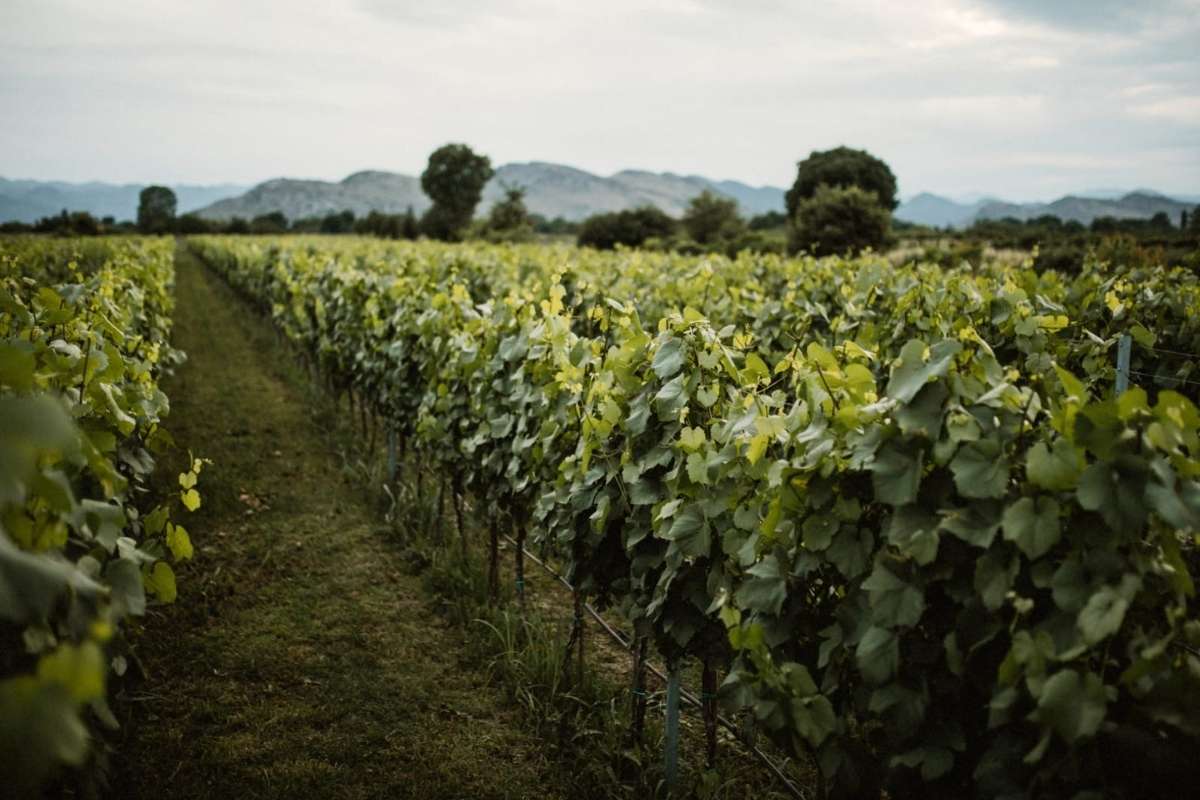 Monte Grande winery Podgorica view of vineyards and surroundings