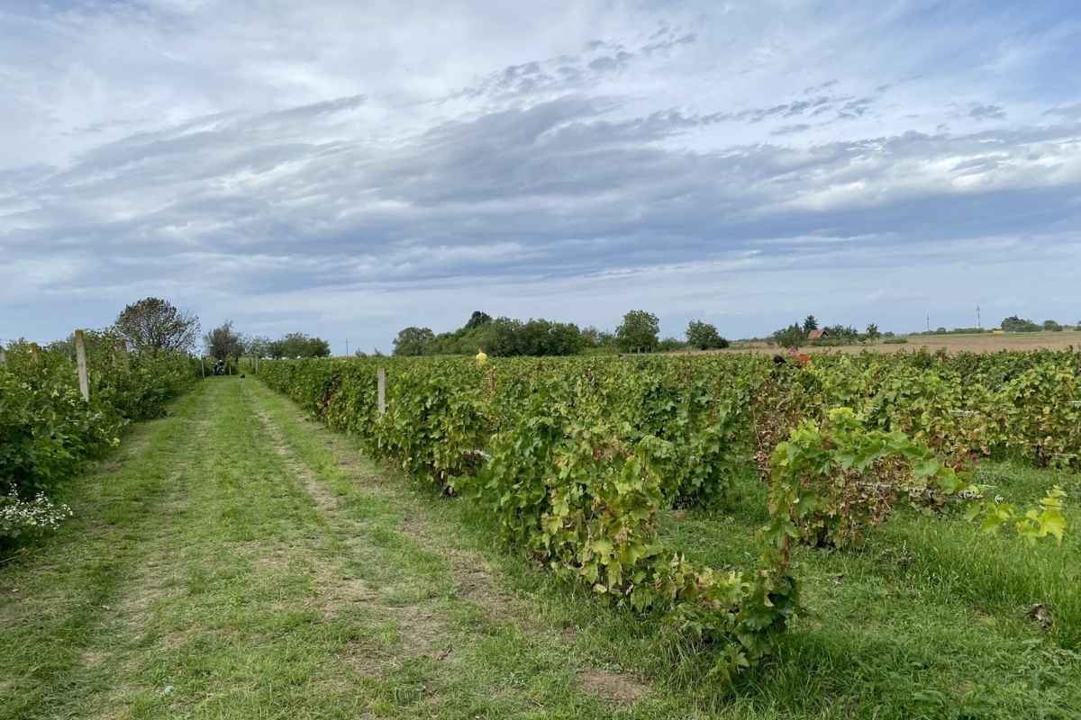 Montenegrin vineyards ljutica winery