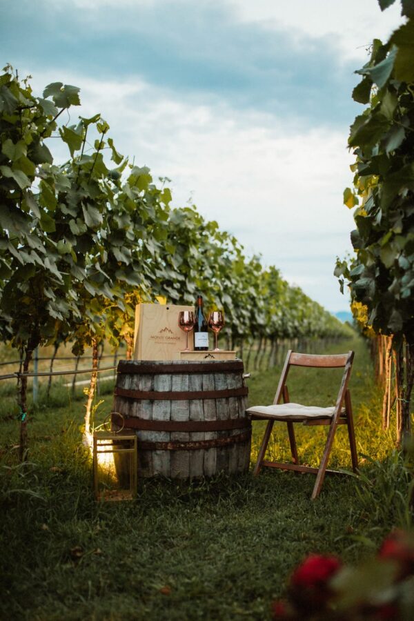 Taste & Tradition: Monte Grande Wine tour Experience - Image 4