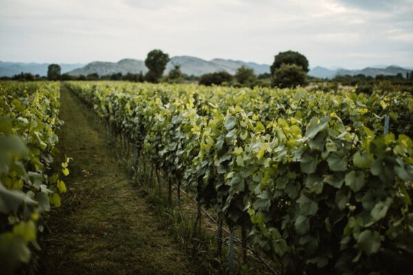 Taste & Tradition: Monte Grande Wine tour Experience - Image 7