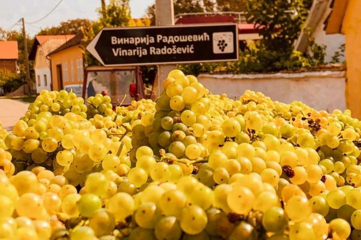 Radošević Winery Montenegro vineyard grapes wine tourism