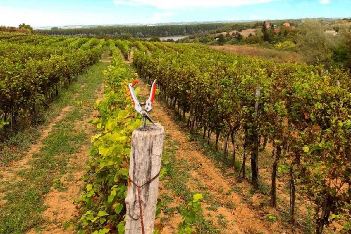 Ripe grapes in the vineyard at Radošević Winery Montenegro ready for harvest