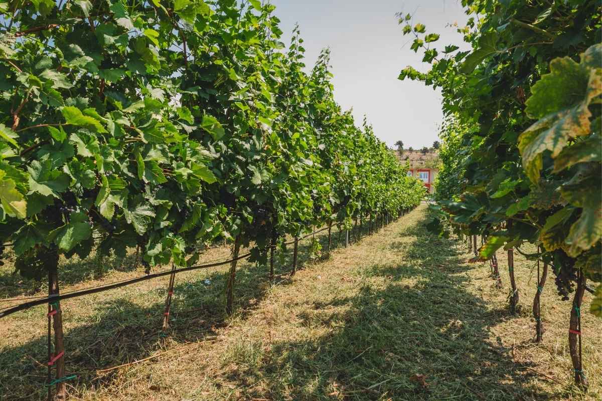 Ripe grapes in the vineyard at Rogošić Winery Podgorica