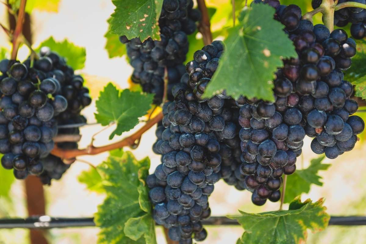 Rogošić Winery vineyard in Podgorica Montenegro with rows of ripe grapevine