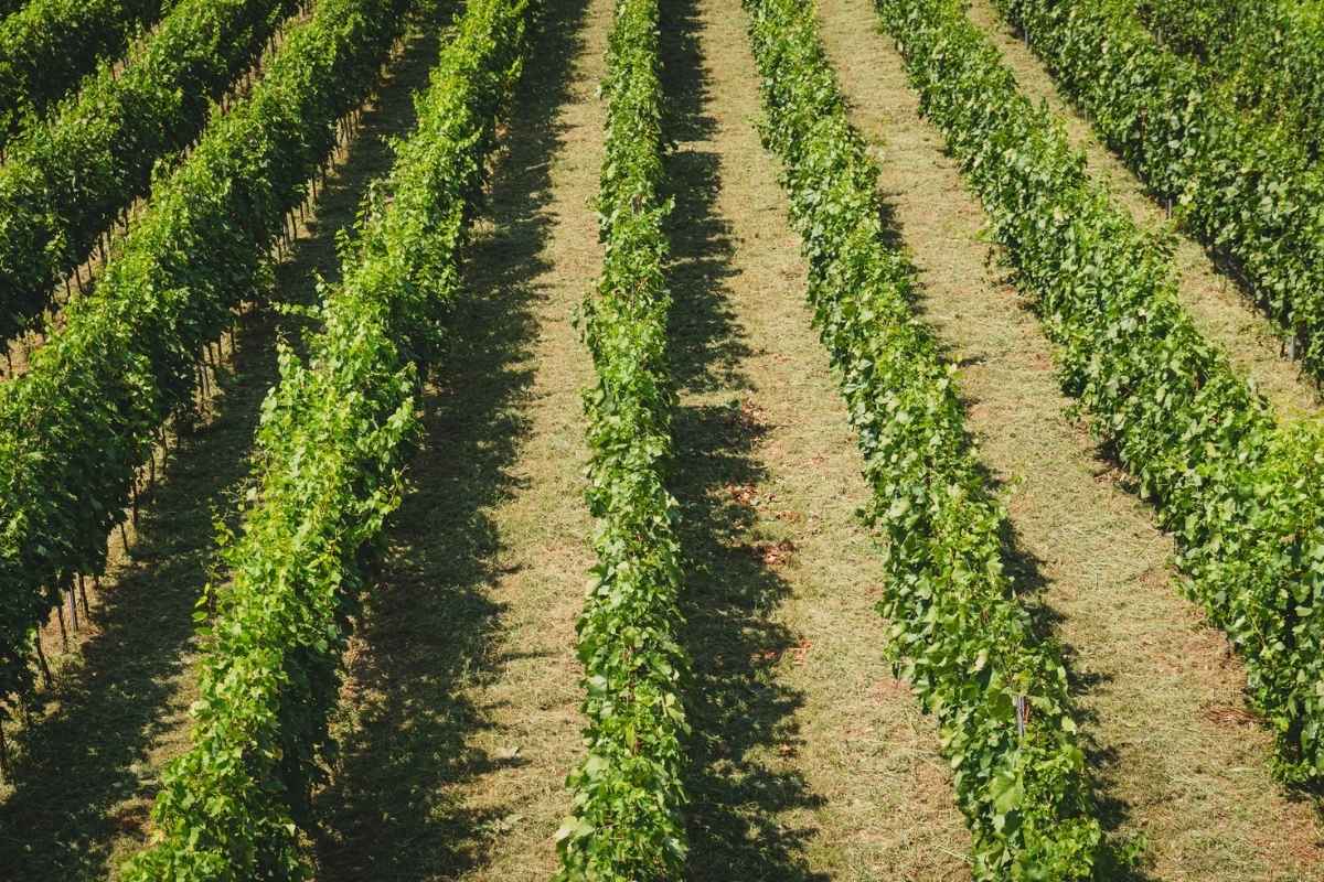 Sunny vineyard landscape at Rogošić Winery in Montenegro