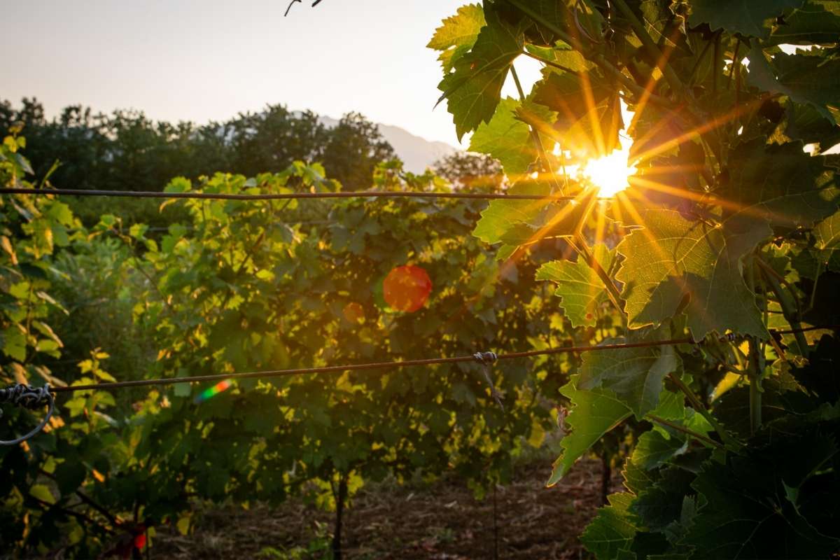 Sunset at vineyards Ražnatović winery