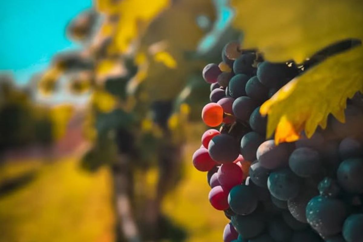 Vinarija Giljača Kotor ponuda degustacije