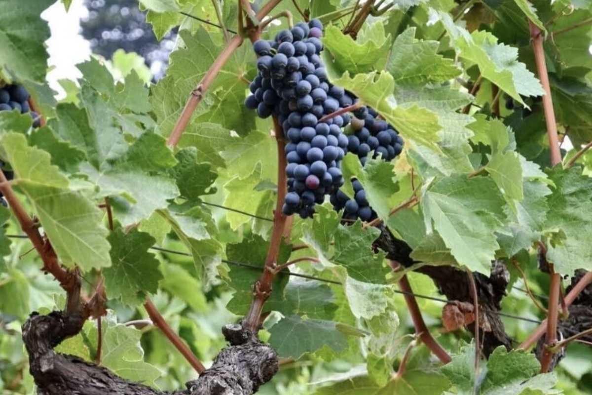 Vinarija Ljutica Crna Gora