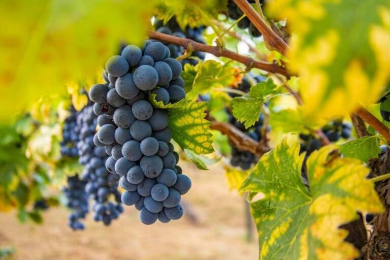 Vinarija Matica Crna Gora