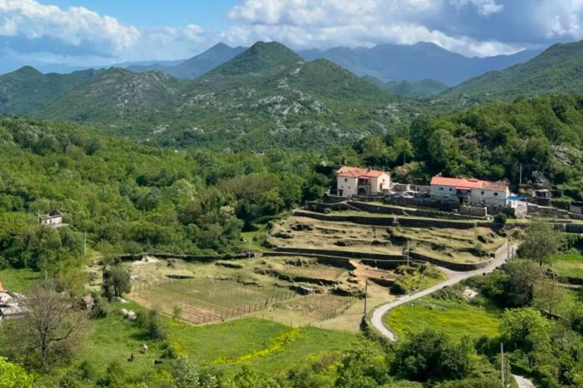 Vinarije Crne Gore vinarija Rakčević