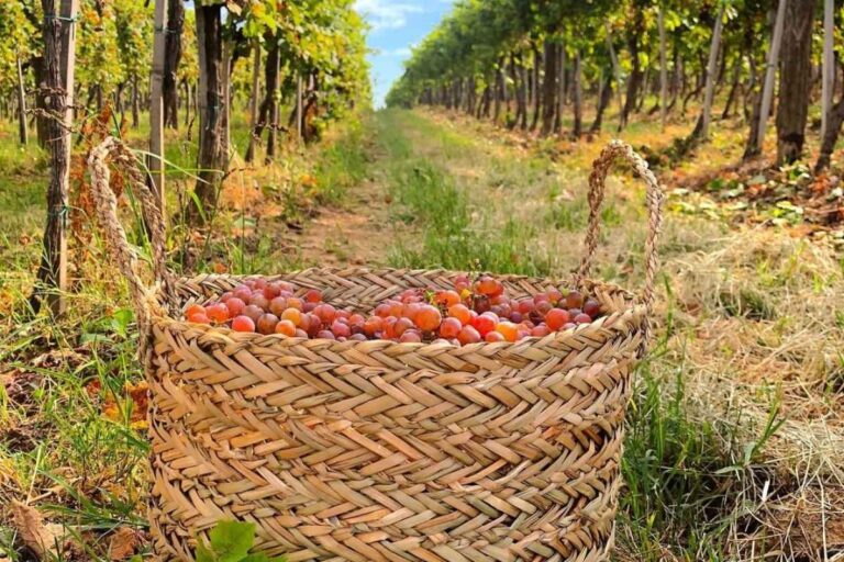 Vineyard at Radošević Winery in Golubovci Montenegro