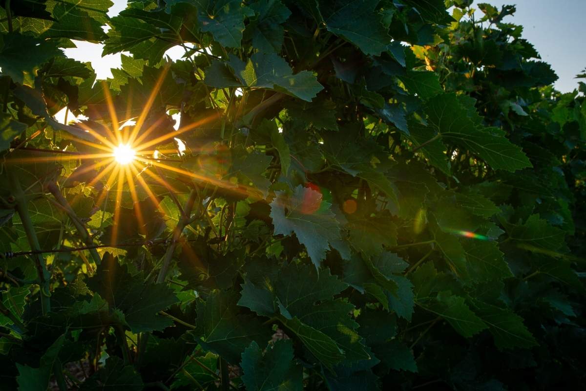 Vineyards at Ražnatović winery Montenegro
