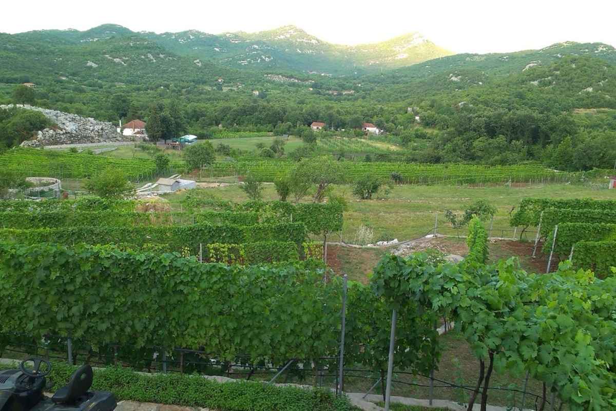 Vineyards of Mrkan Winery in Montenegro