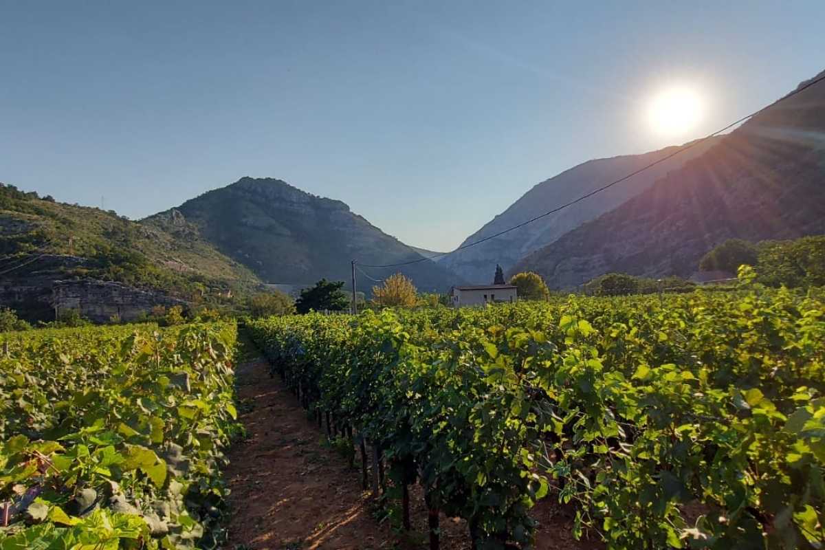 Vinograd vinarije Dragan Ivanović u Podgorici Crna Gora, sa redovima vinove loze