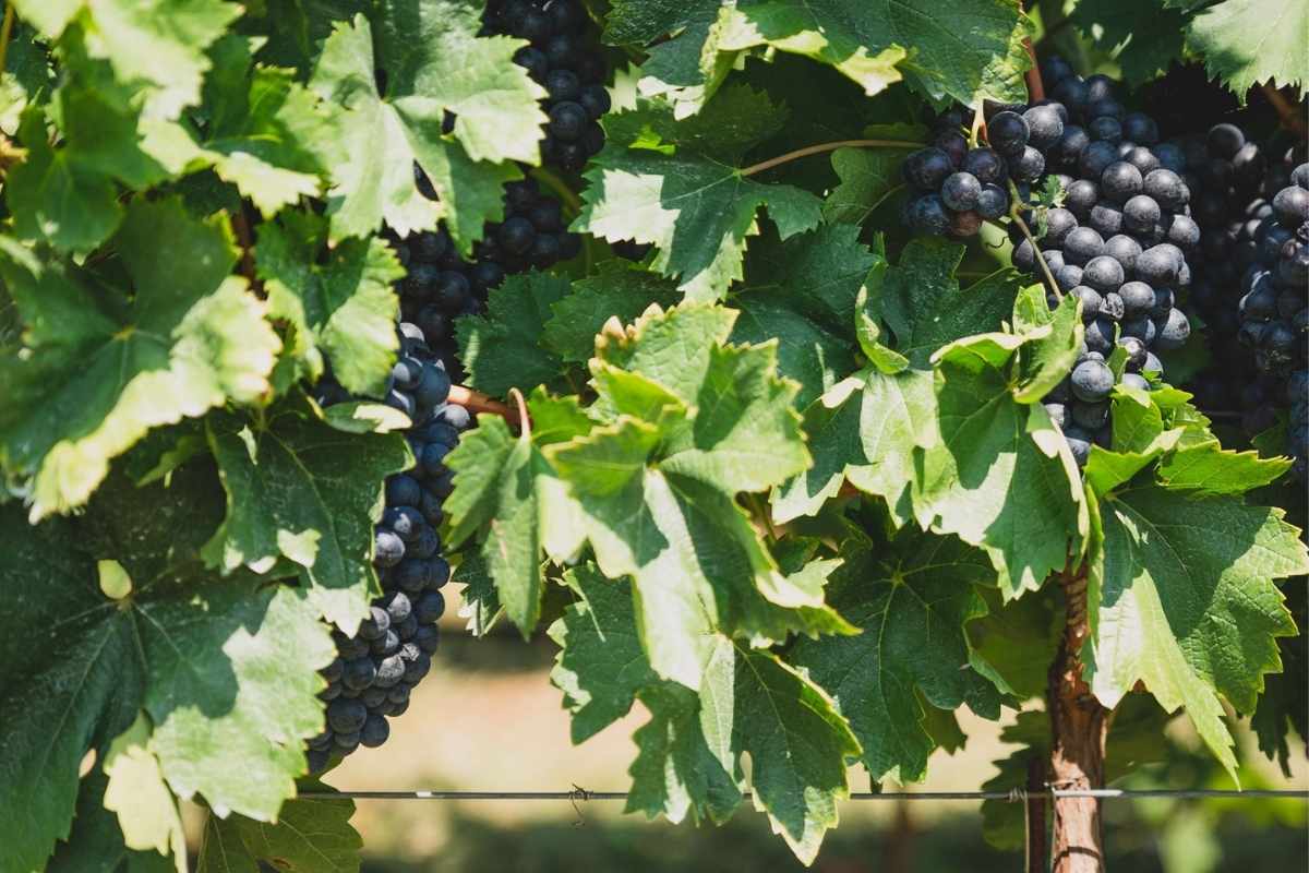 Vinograd vinarije Rogošić u Podgorici Crna Gora sa zrelim čokotima grožđa
