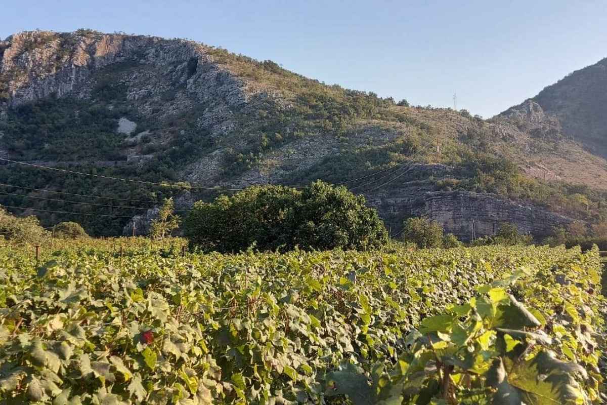 Vinogradi Dragan ivanovic