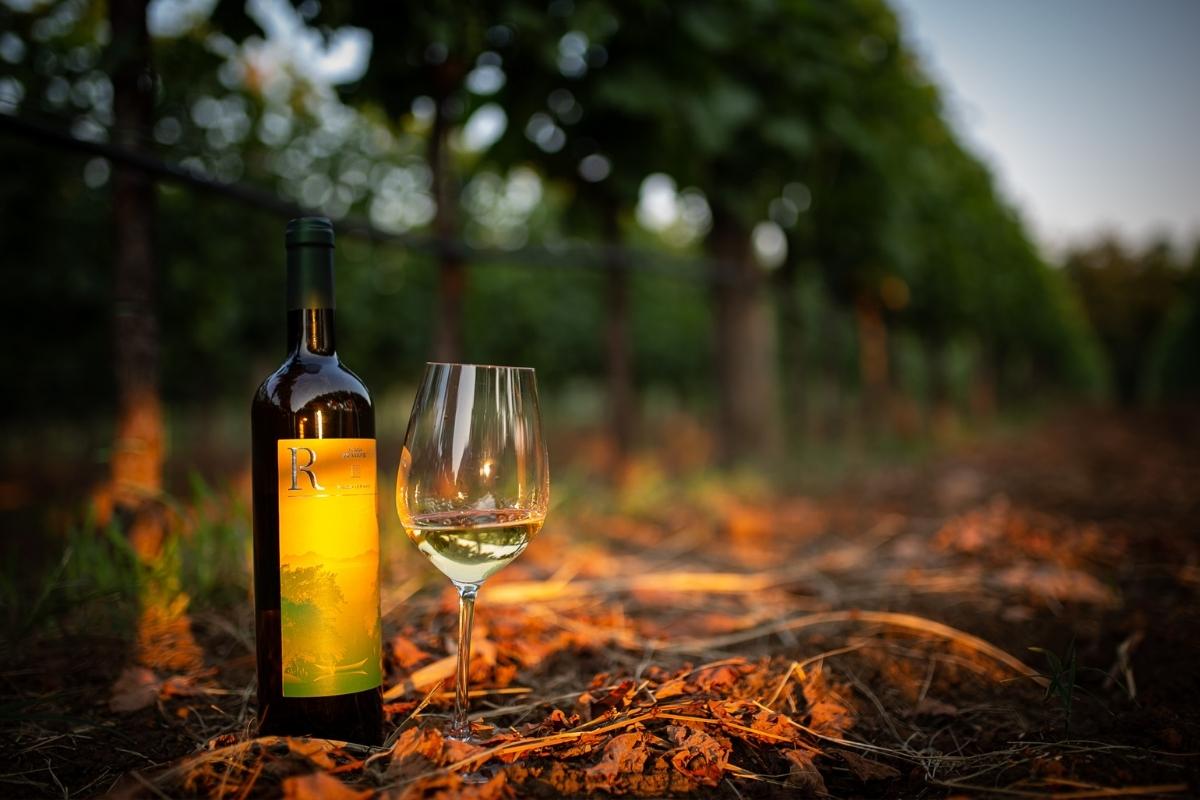 Wine tasting at vineyards Ražnatović winery