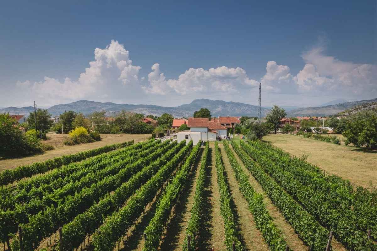 Winery near Podgroica winery Rogošić