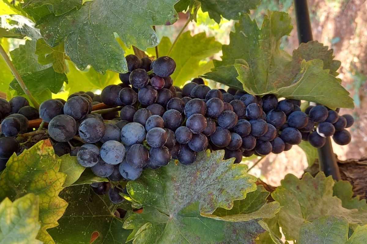 Zrelo grožđe u vinogradima vinarije Dragan Ivanović Podgorica