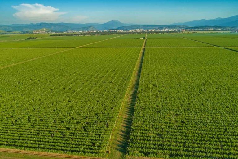 Scenic Montenegrin vineyard of Plantaže 13. jul near Podgorica