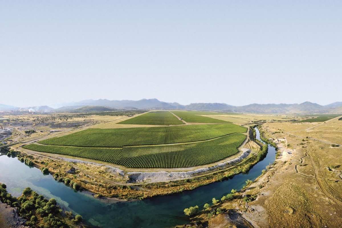 Vineyards of Plantaže 13. jul the largest in Europe Montenegro