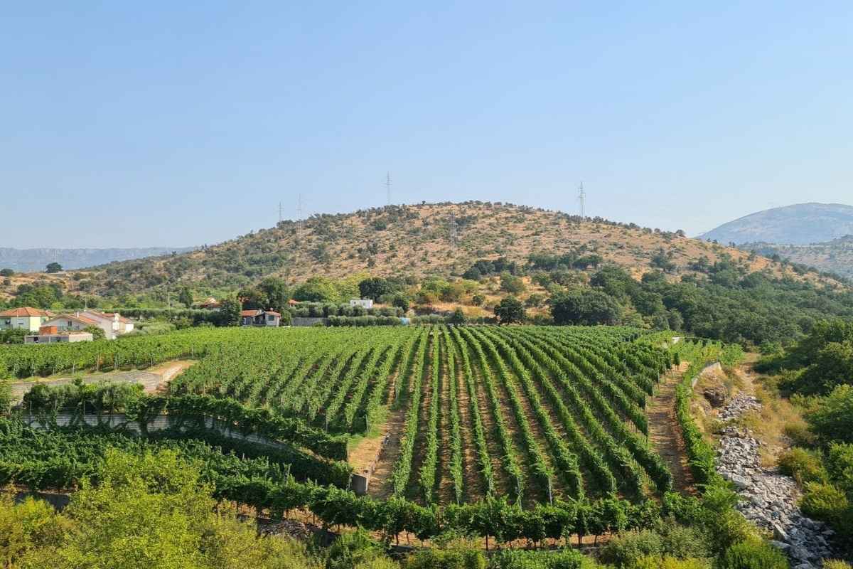 Krgović winery vineyard landscape