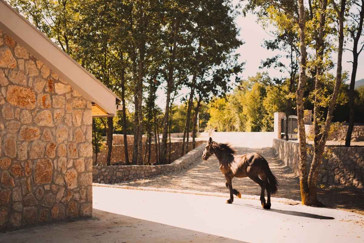 Majestic horse posing in vineyard at Barović estate
