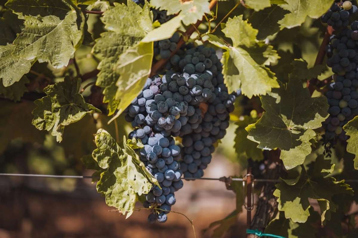 Montenegrin vineyard grape cluster at Barović estate