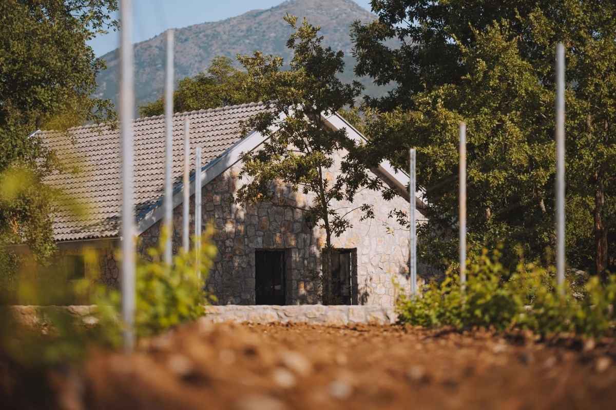 Stone winery house framed by grapevines at Barović