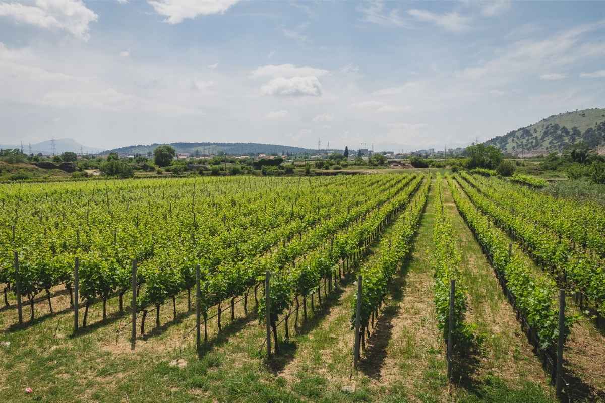 Vinarija Krgovic vinogradi Crna Gora