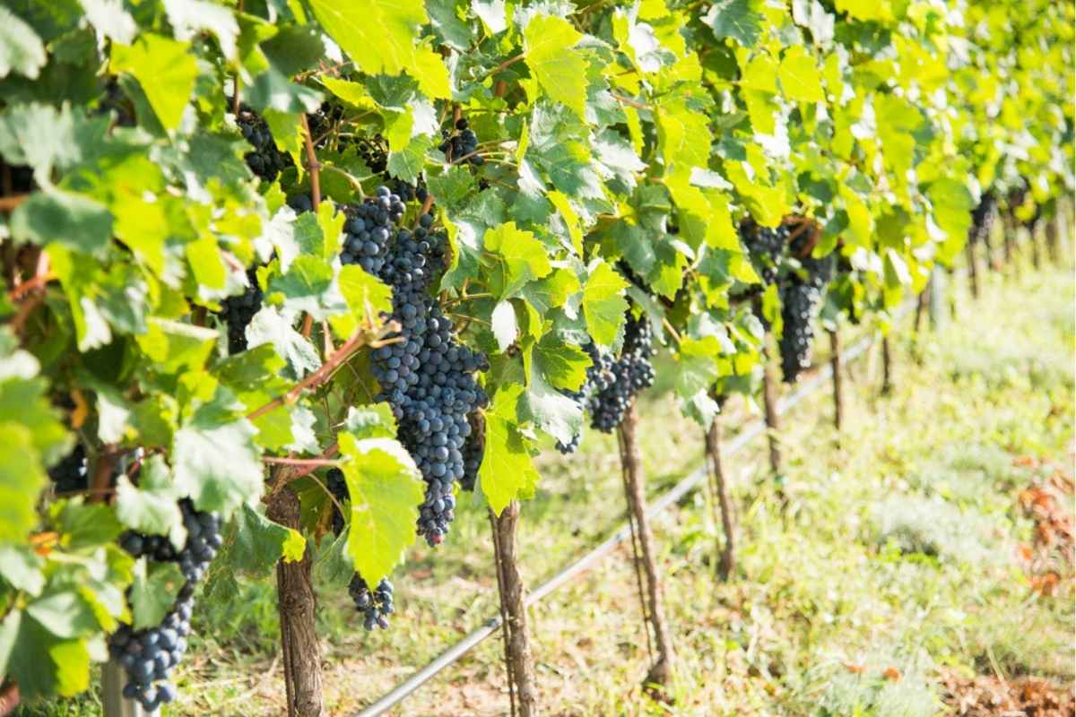 Harvest time at I Wine Ivanović vineyard