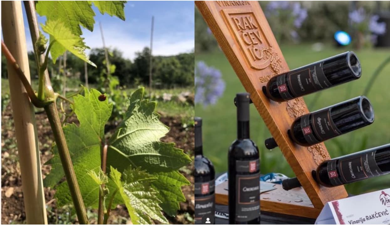 Mladen Rakcevic winery
