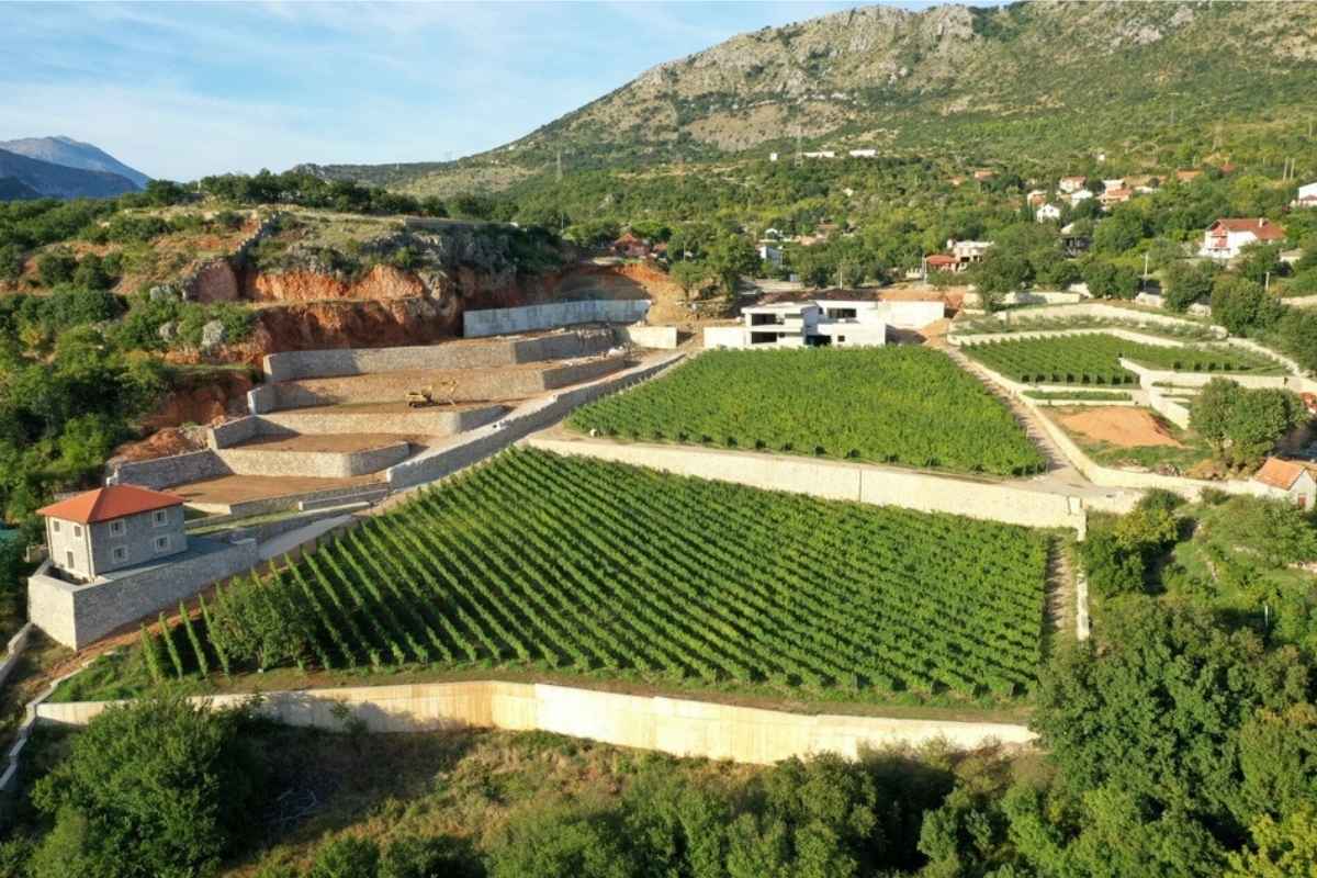 Montenegrin vineyard at I Wine Ivanović in Doljani