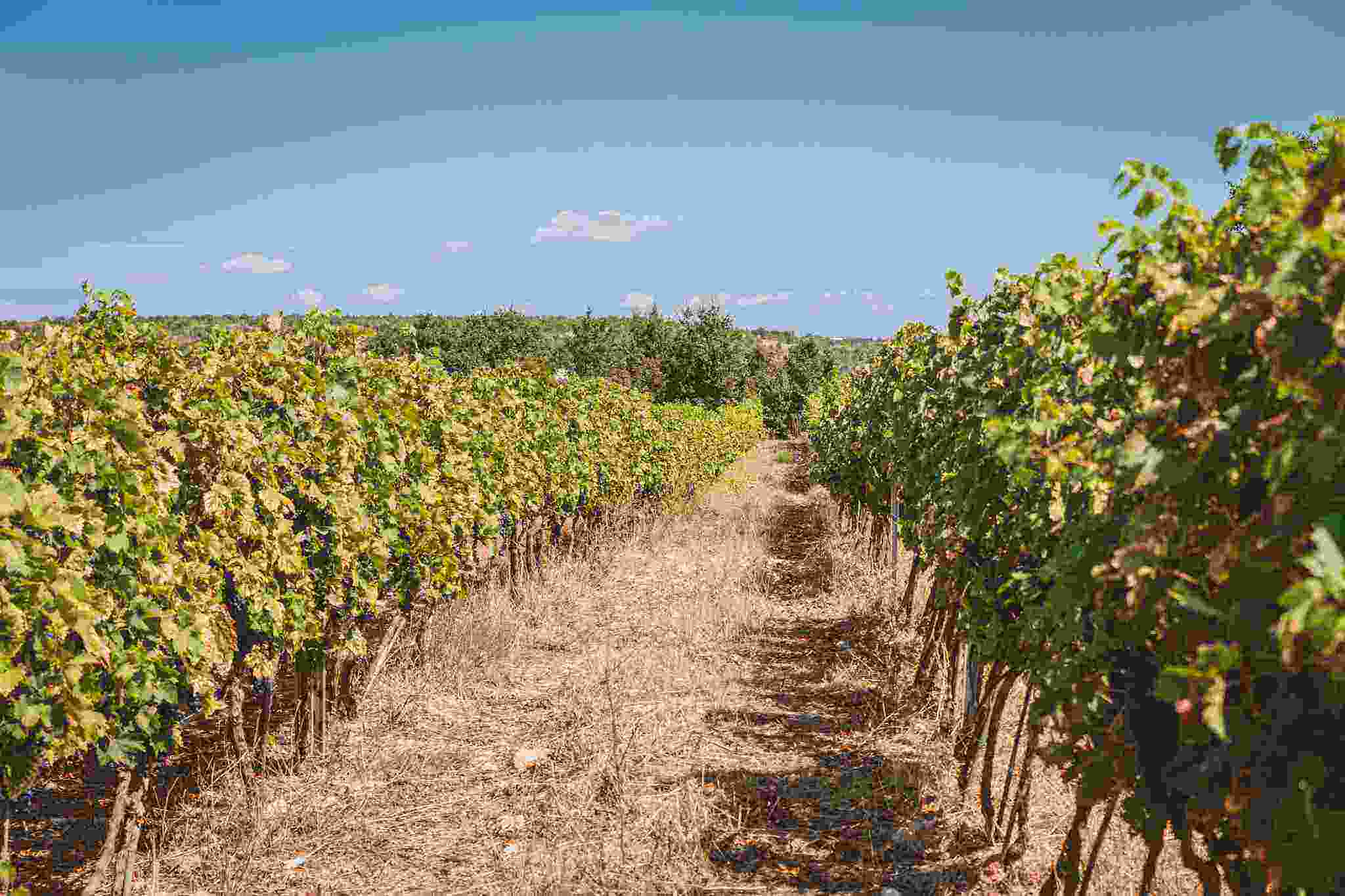 Montenegro coast side wine tasting