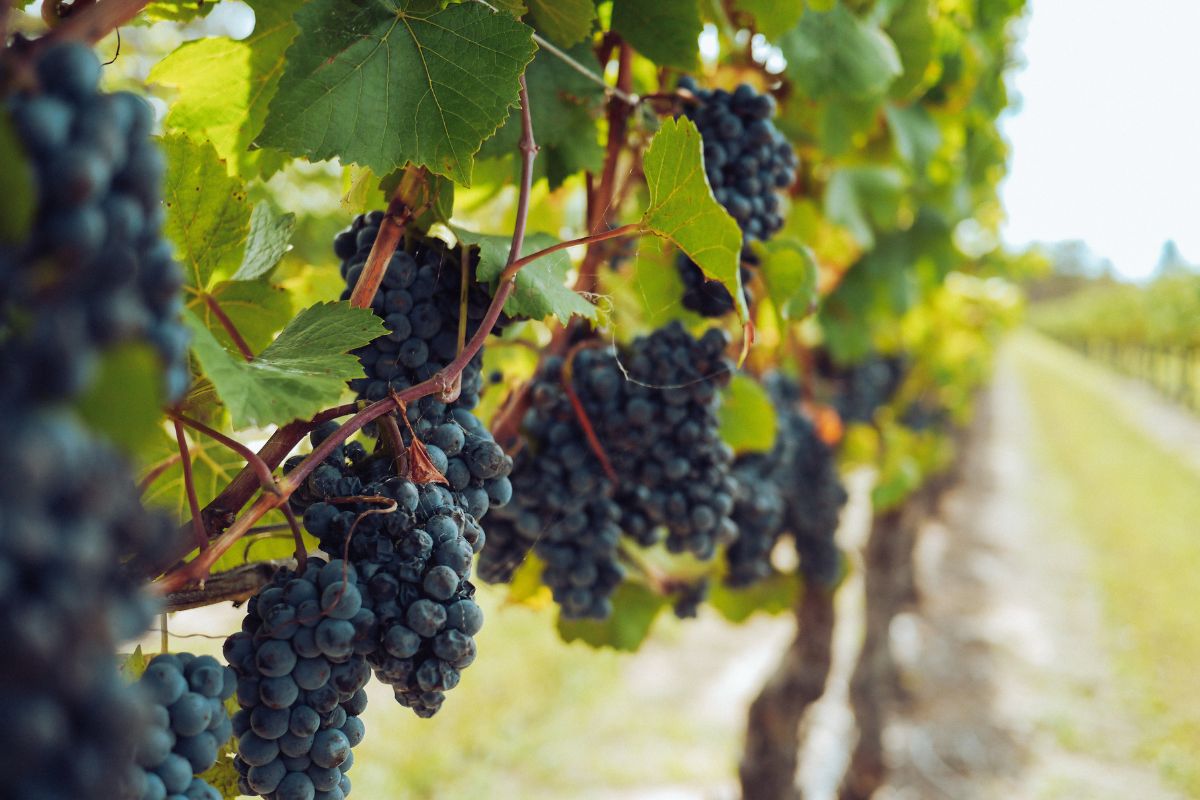 Organic red grape cluster of Montenegrin indigenous variety