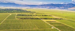 Plantaže 13. Jul - The power of terroir wine tour