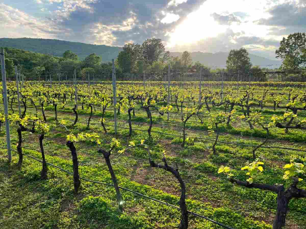 Purple Eye Estate Jokaš vineyard in Montenegro at sunset