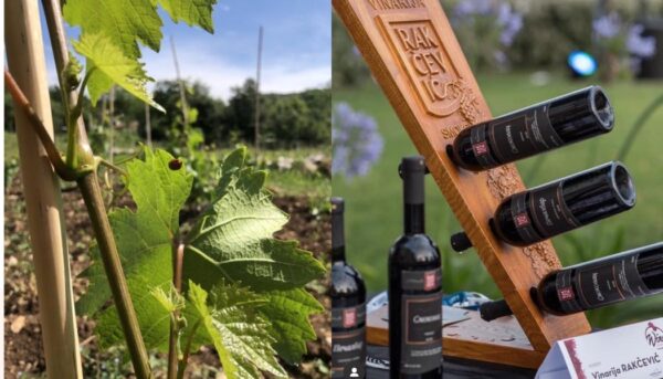 STANDARD WINE TOUR – WINERY RAKČEVIĆ