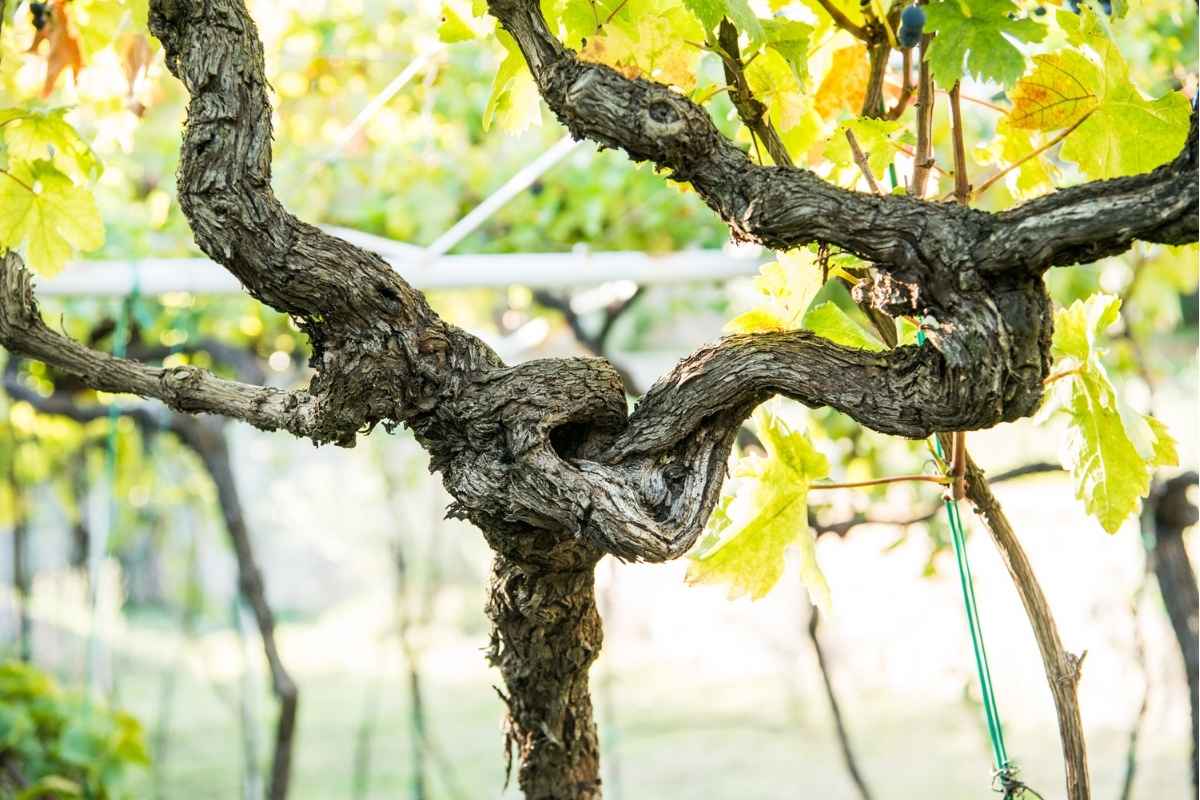 Rows of grapevines at I Wine Ivanović Doljani vineyard